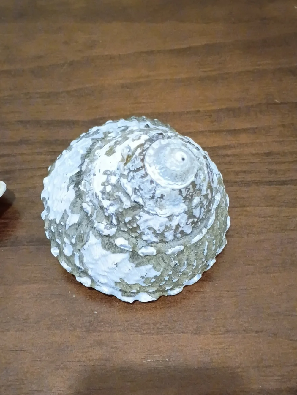 Conch Shells, Set Of 2 - Picture 6 of 10